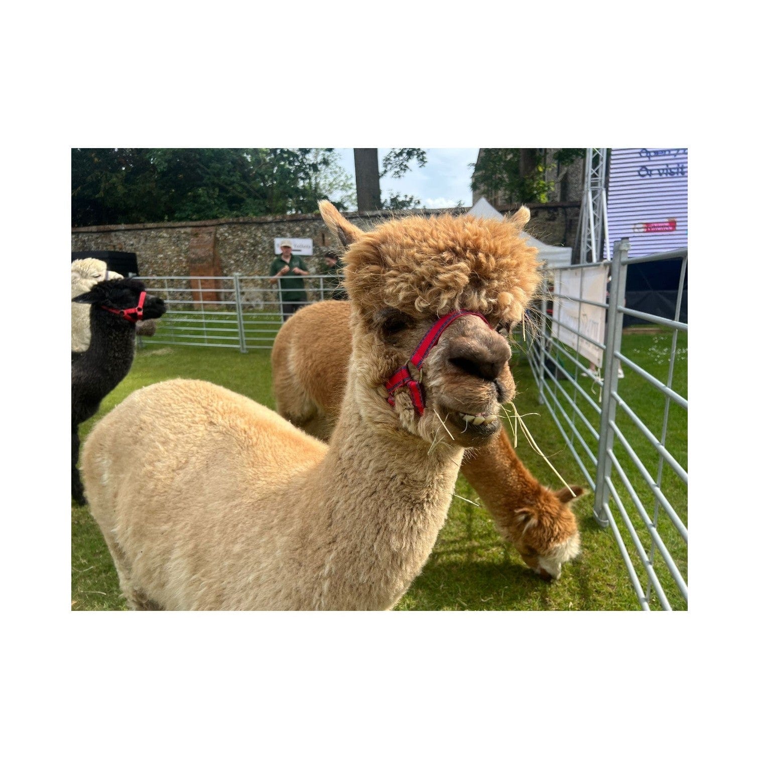 Alpaca Walk With Sunday Roast For 4 People