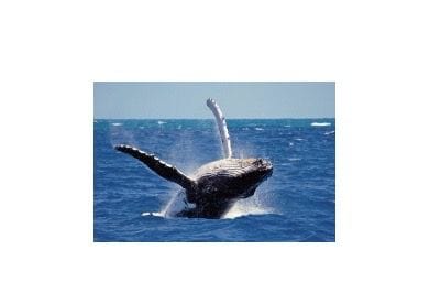 6 Night Sri Lankan Adventure A Jewel In The Indian Ocean