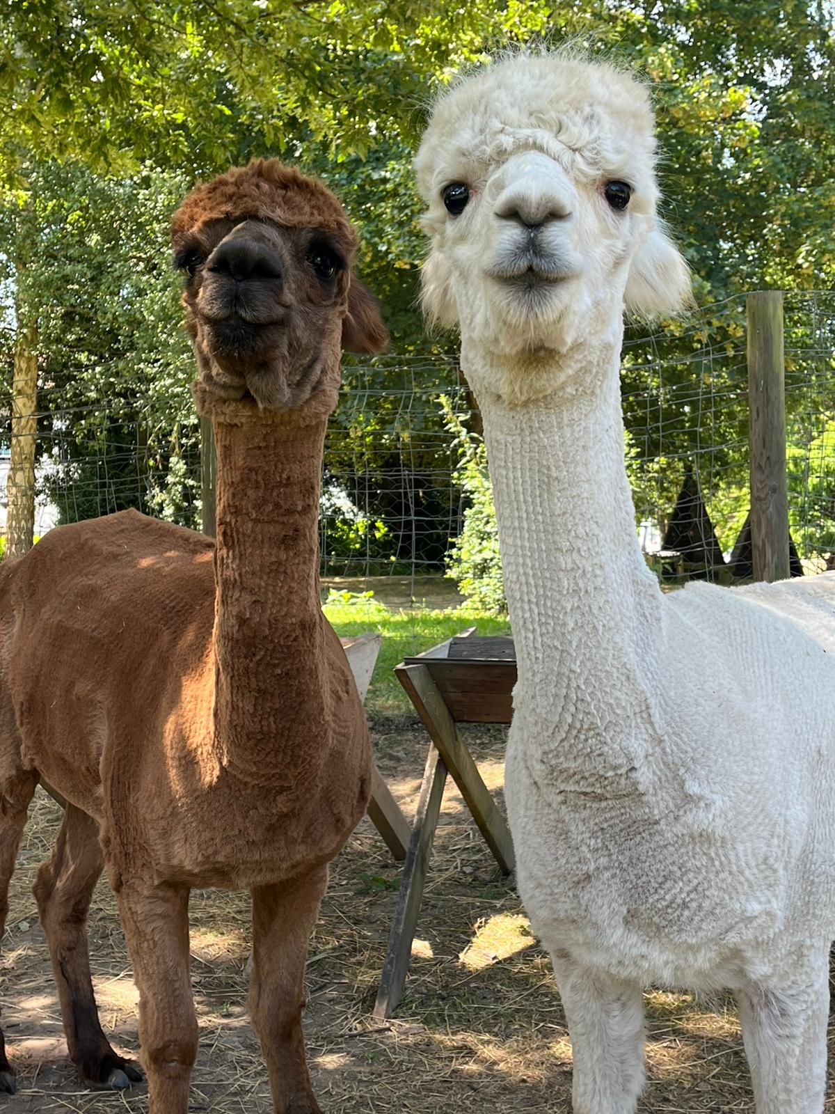 Alpaca Walks For 2 People