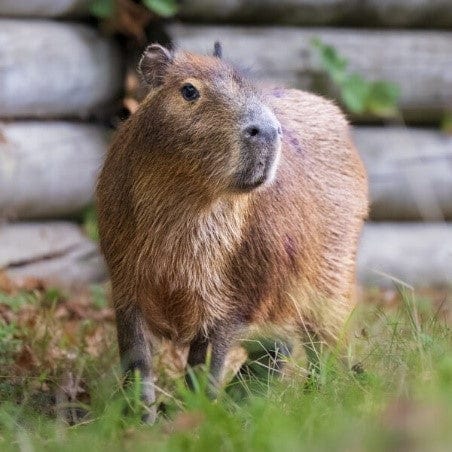 Meet the Capybara at Hertfordshire Zoo