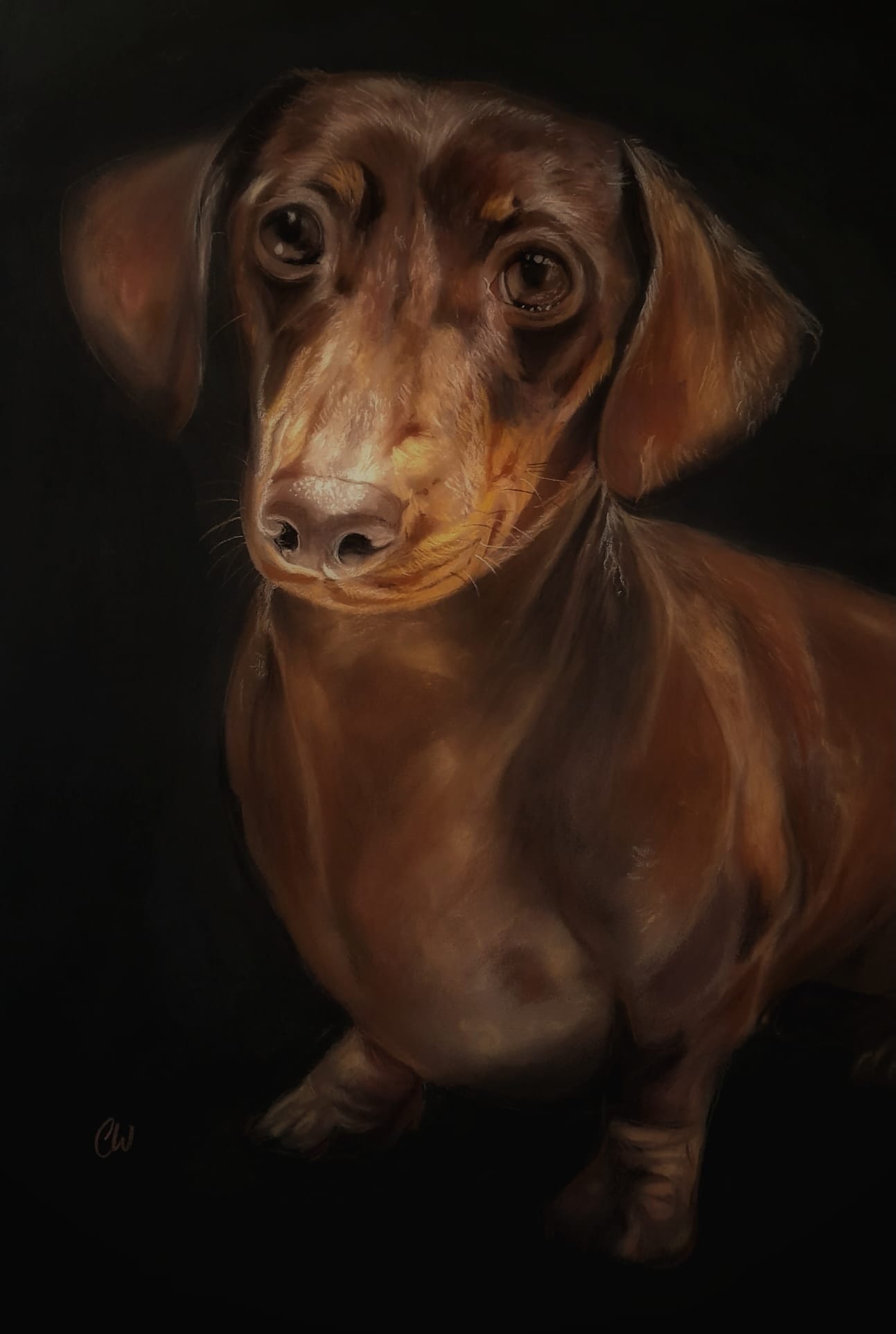 Your Pet Portrait