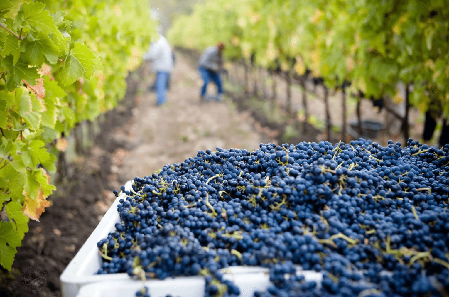 Harrogate Wine Tasting Escape With Tapas & Overnight Retreat For 2 People