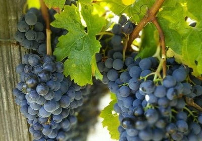 Fabulous Three Night VIP Wine Lovers Escape To Bordeaux For Four People