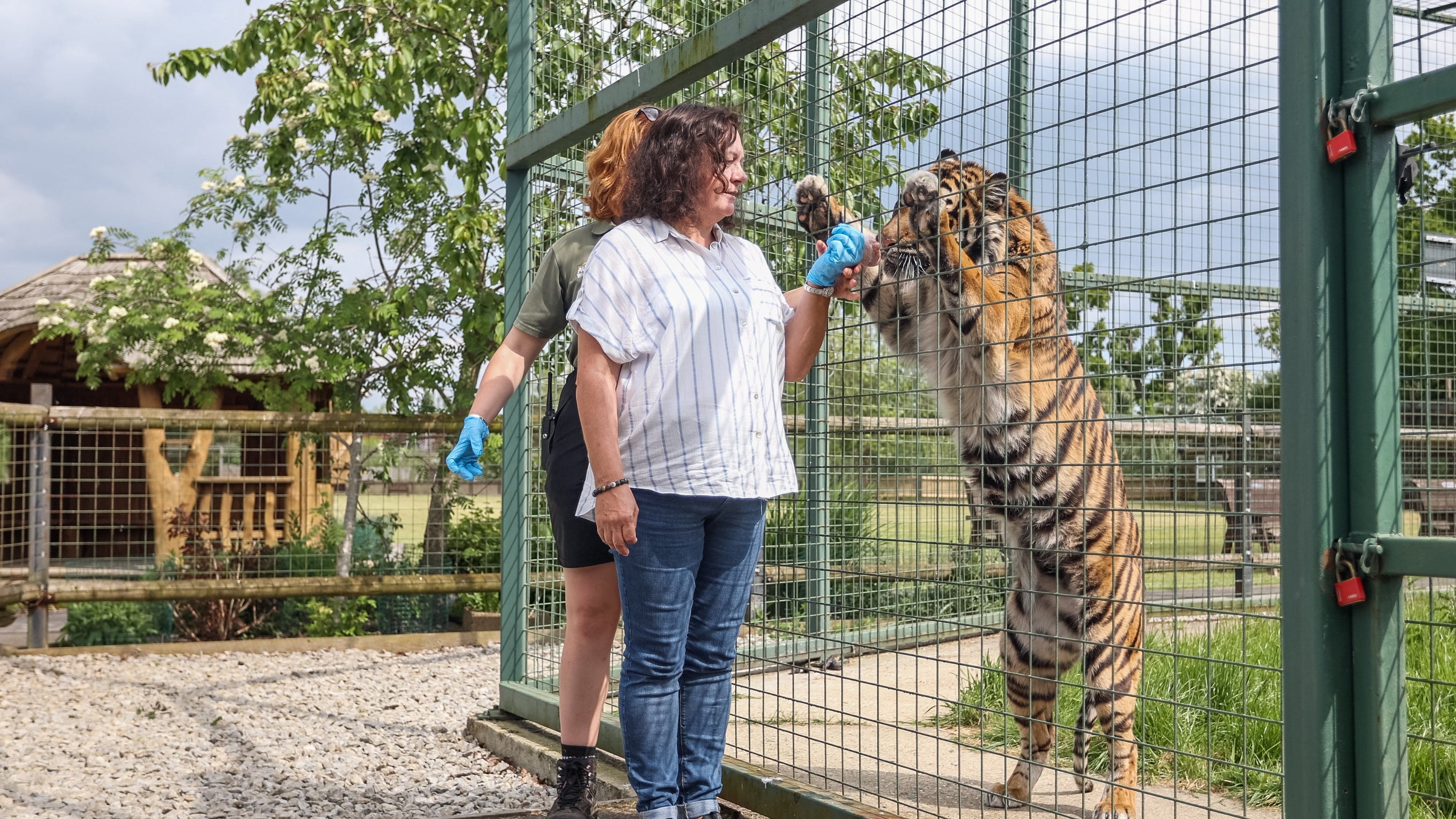 An Overnight Stay For 2 In A Safari Lodge At The Big Cat Sanctuary