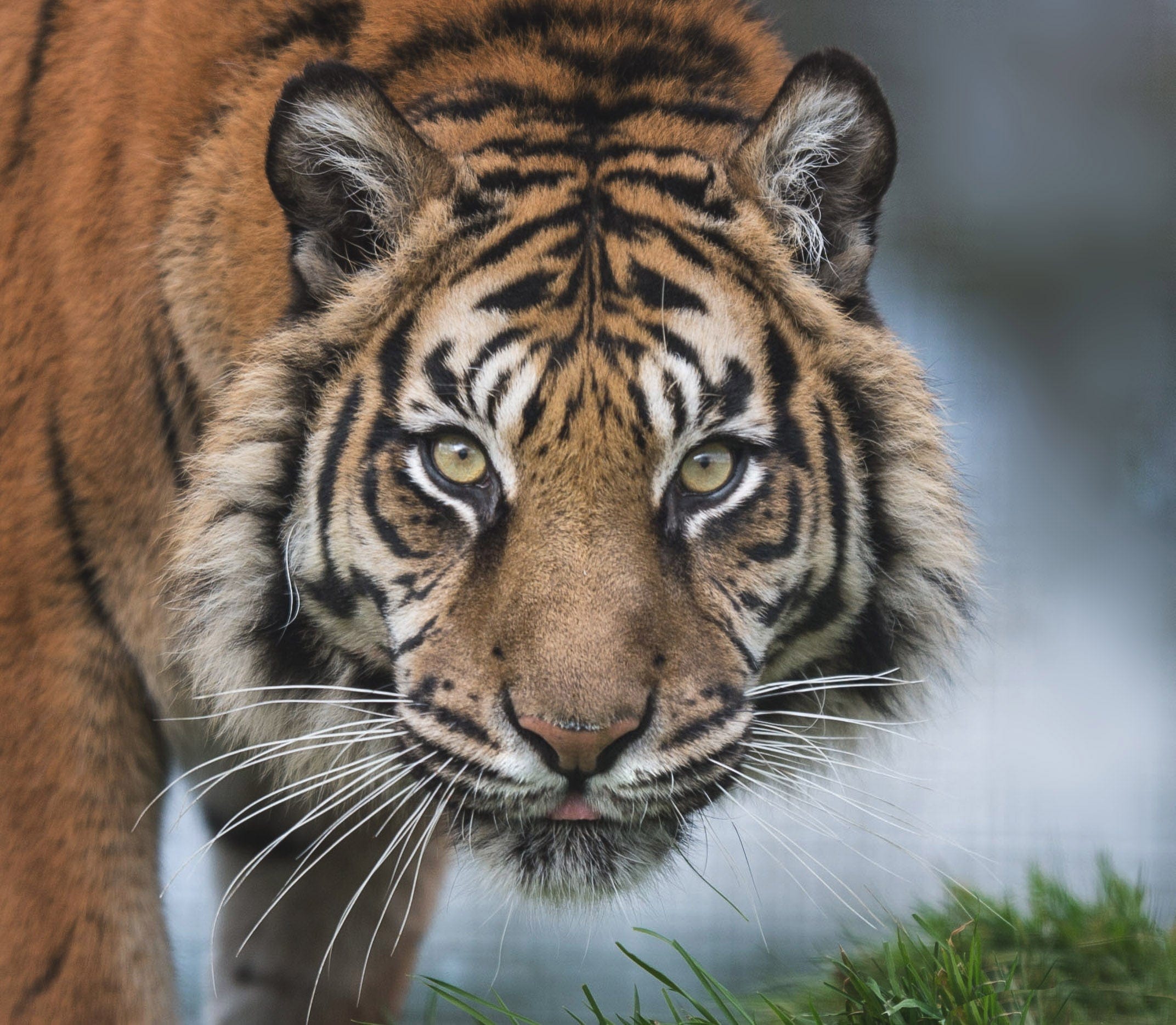 Private VIP tour of The Big Cat Sanctuary for 4
