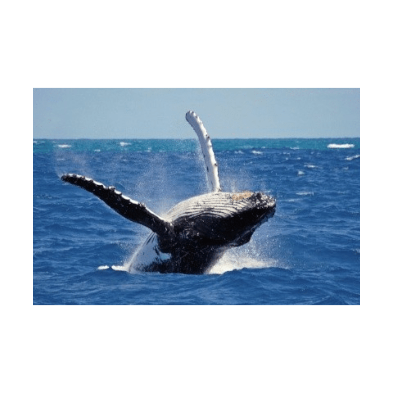 6 Night Sri Lankan Adventure A Jewel In The Indian Ocean