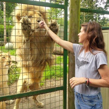 Hand Feed A Lion For 2 at Hertfordshire Zoo
