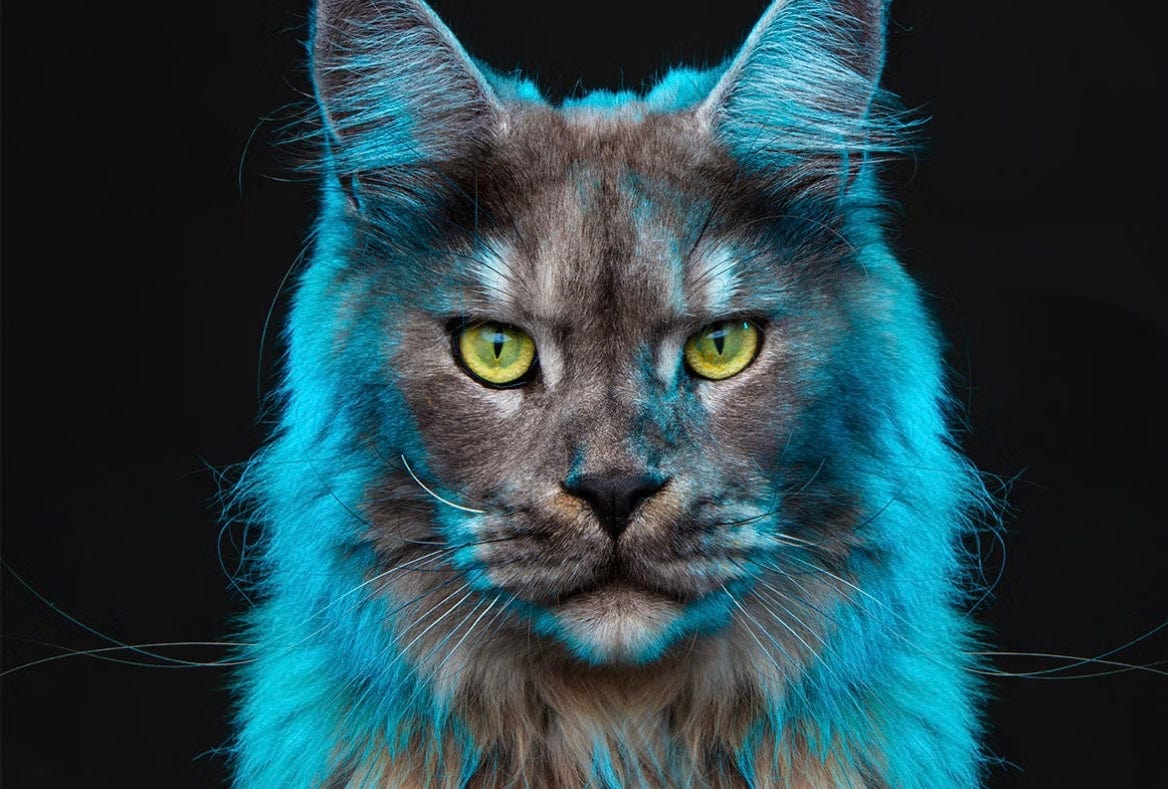 Pet Photoshoot For Up To 15 Participants: Combination Of Animals & People, Including A Free Image & Frame At 16 UK Locations