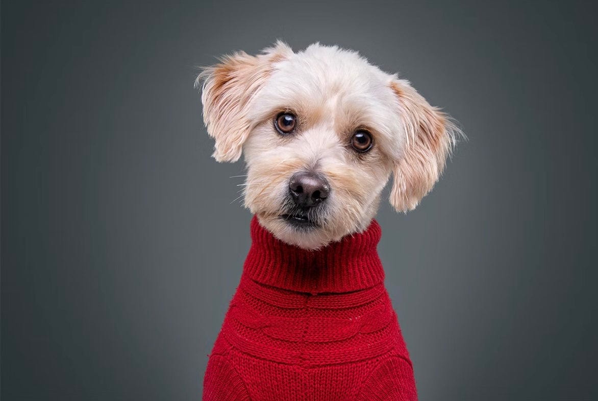 Pet Photoshoot For Up To 15 Participants: Combination Of Animals & People, Including A Free Image & Frame At 16 UK Locations