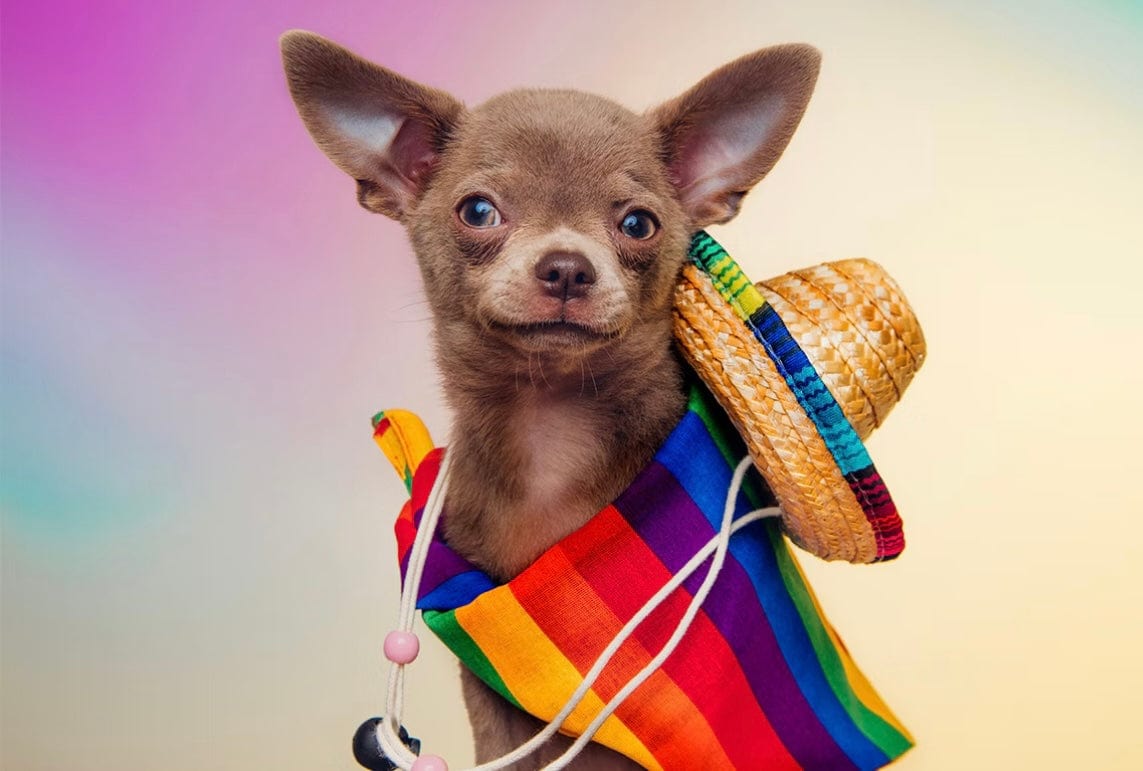 Pet Photoshoot For Up To 15 Participants: Combination Of Animals & People, Including A Free Image & Frame At 16 UK Locations