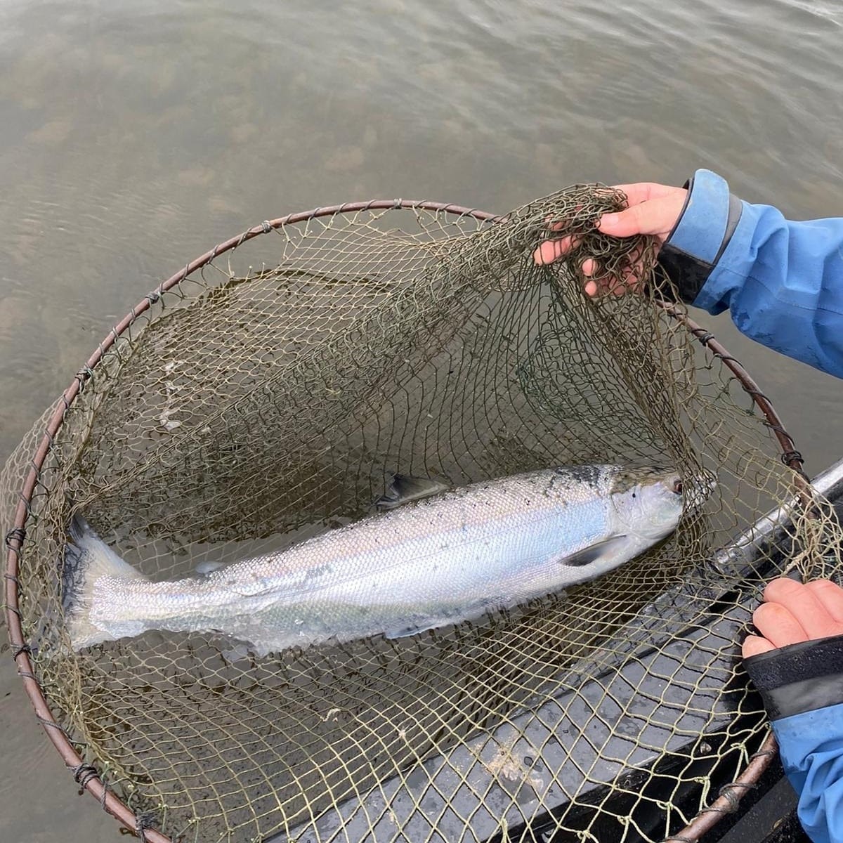Fly Fishing On The Tweed For 4 People