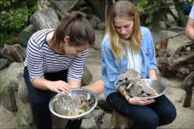 Meet The Meerkats for 2 people at Hertfordshire Zoo