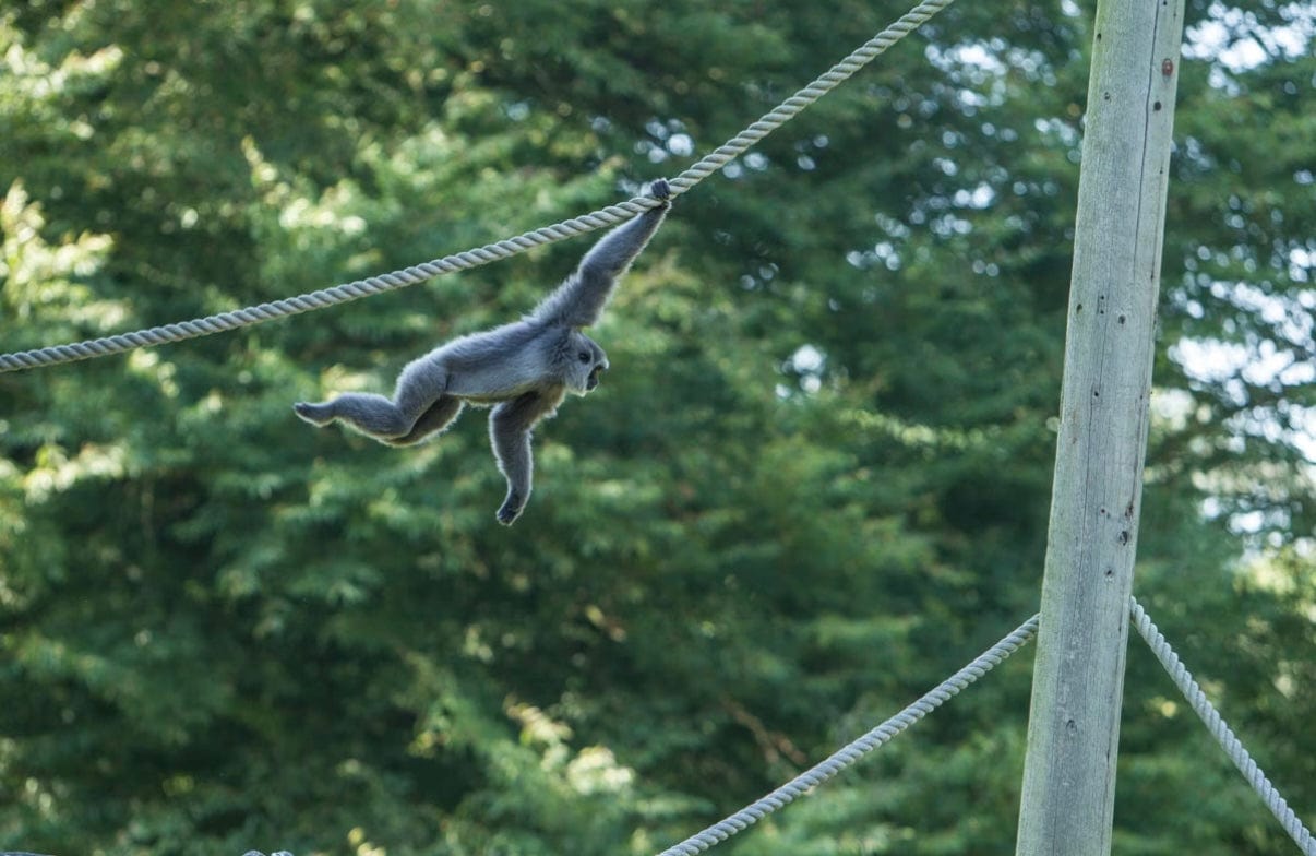 Safari Two Night Glamping Stay For Up To Four In Kent