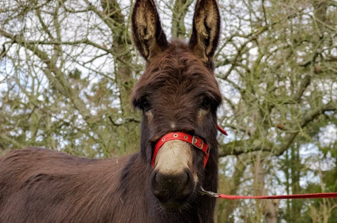 Your Own Private Micro Animals Bedtime Experience For Two - Kent