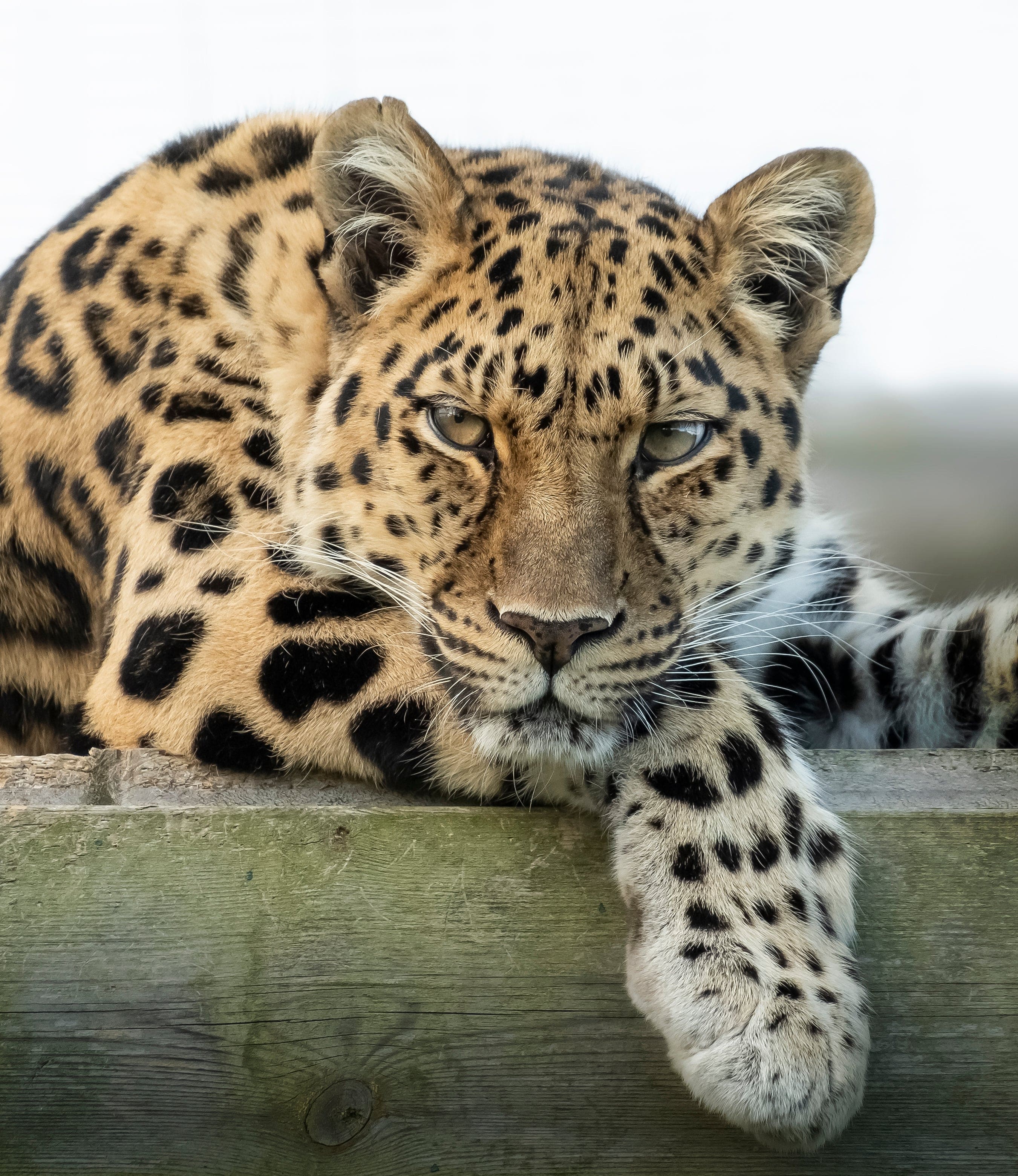 An Overnight Stay For 2 In A Safari Lodge At The Big Cat Sanctuary